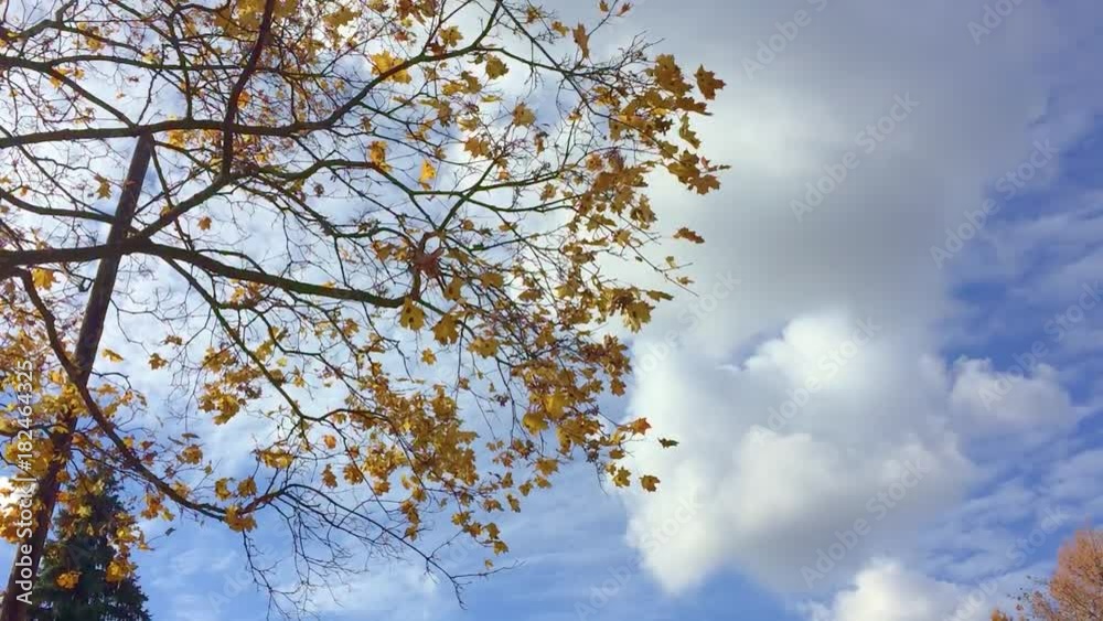 Autumn nature background with space for text- orange autumn maple leaves against sunset sky Autumn nature background with space for text- orange autumn maple leaves against sunset sky