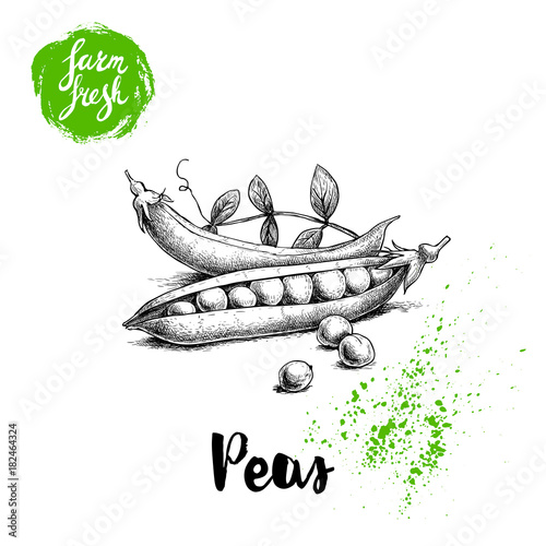Hand drawn sketch peas with leafs. Farm fresh veggies. Vector organic food illustration isolated on white background.