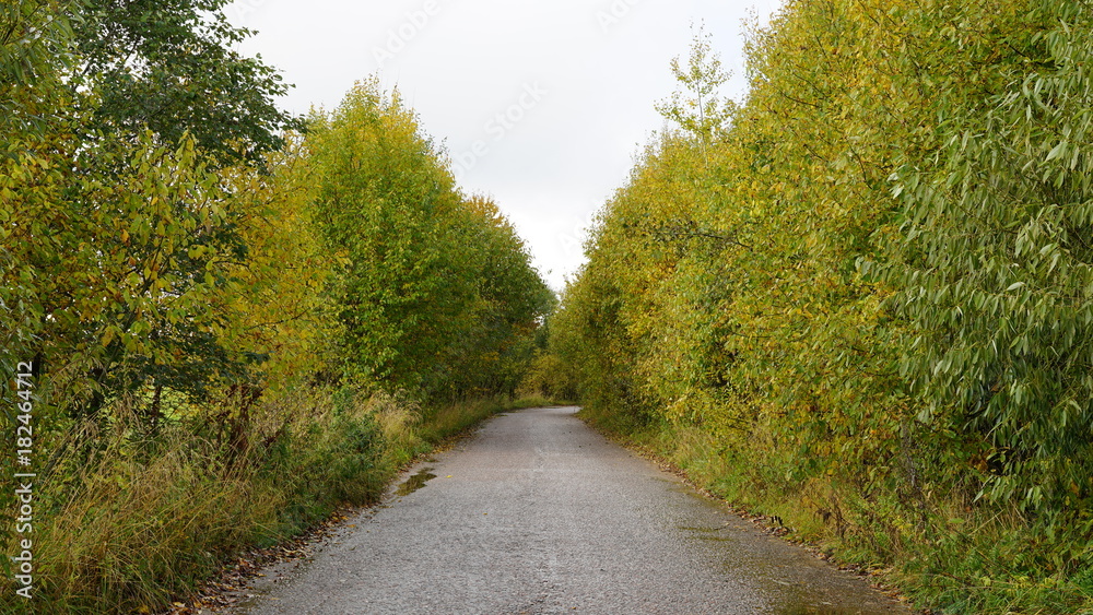 Fototapeta premium road