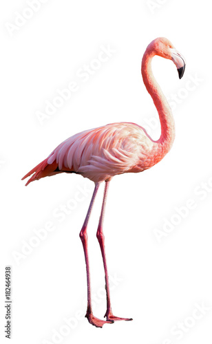 Pink Flamingo freigestellt