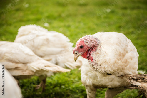 organic turkey bird farm