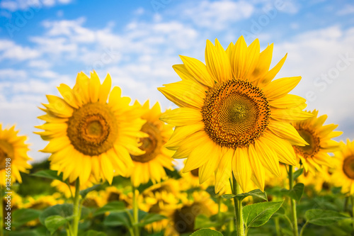 Sunflower field with cloudy blue sky