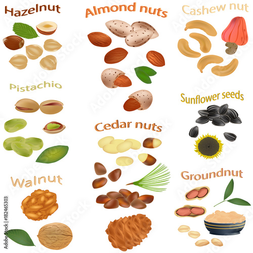 Set of nuts. Peanuts, cashews, hazelnuts, walnuts, sunflower seeds, almonds, pistachios, cedar nuts. The different nuts isolated on white background. Vector illustration.