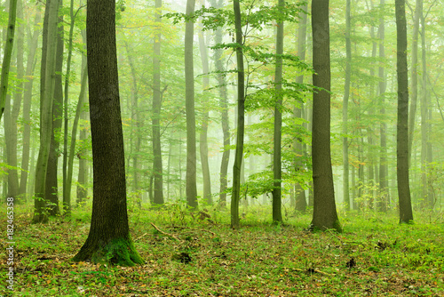 Foggy Natural Forest of Oak and Beech Trees