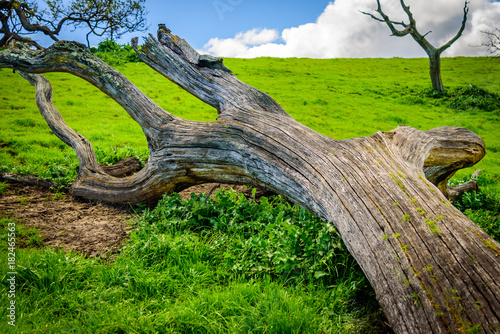 Fallen tree on the top of hill photo