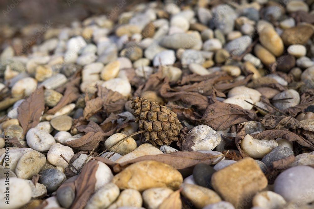 Pine cone on the stones in leaves. Slovakia