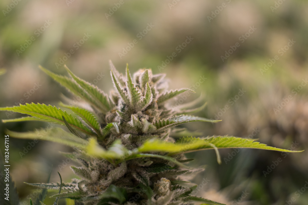 Cannabis flower close-up 