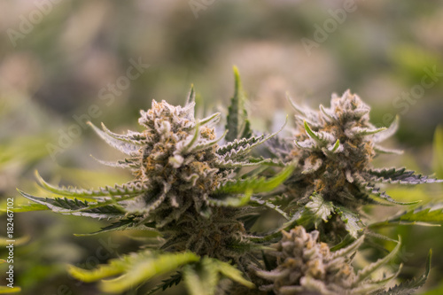 Cannabis flowers close-up 