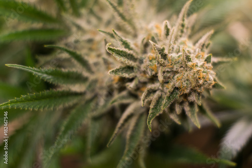 Cannabis flower close-up