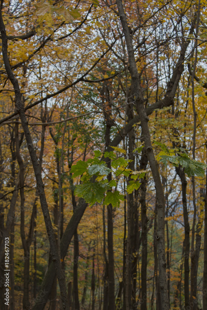 La forêt en automne