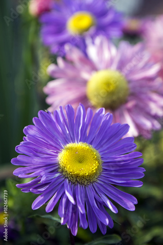 Callistephus, chinensis in bloom photo