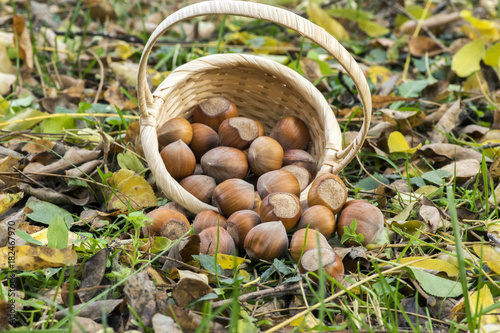 Group of hazelnuts spilled in the grass and autumn leaves, small wicker basket