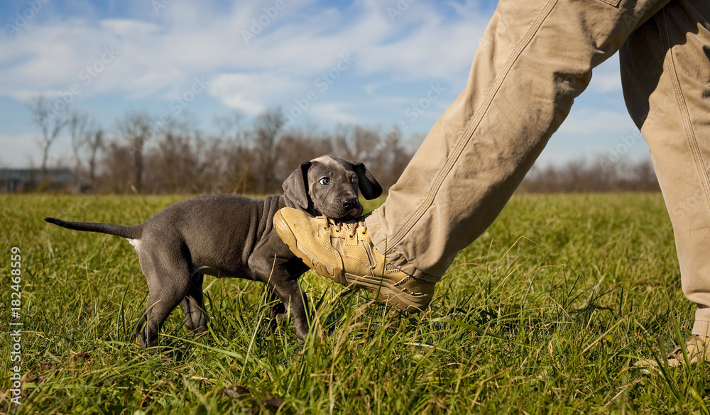 Great dane deals dog shoes