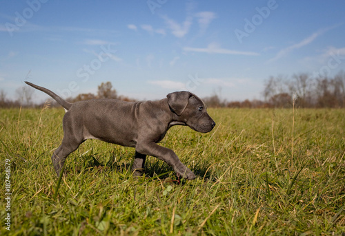 An adorable blue great Dane puppies walks across a grassy lawn with determination