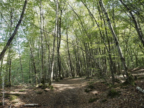 Forêt de Tronçais. sentier de randonnée sous les chênes.