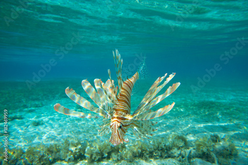 Lion fish swimming under water