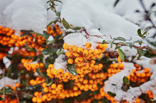 Beautiful brunches of orange rowan berries under the first snow. photo
