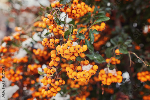 Beautiful brunches of orange rowan berries under the first snow.