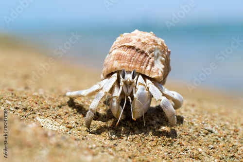 Fotografie, Obraz Hermit Crab in a screw shell