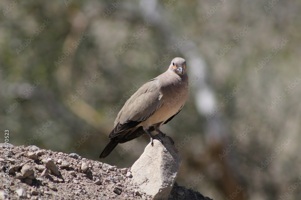 Obraz premium tórtola andina