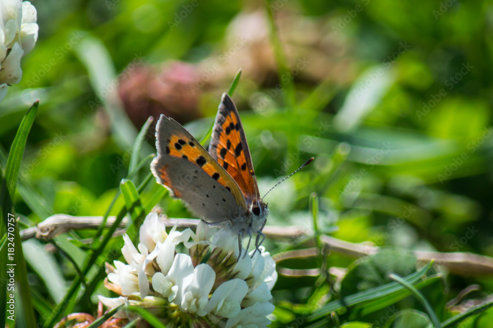 Obraz premium Small Copper butterfly on white clover