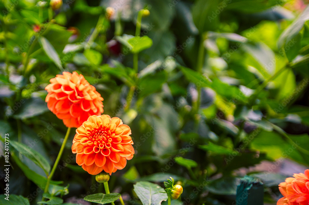 Blooming orange dahlia Blooming orange dahlia