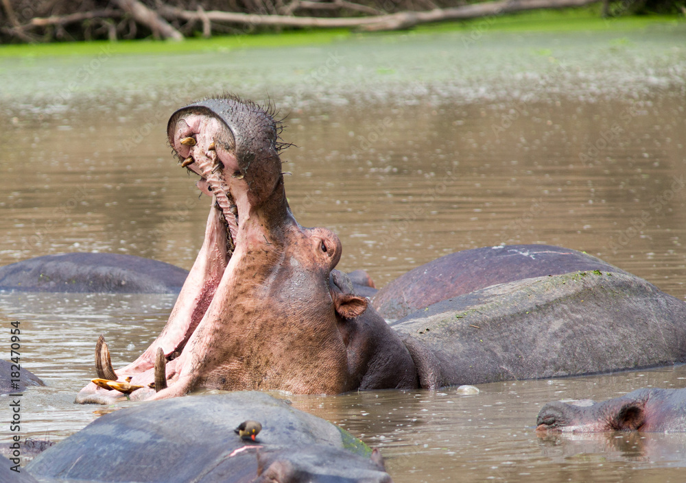 Fototapeta premium Large Hippopotamus yawning with large teeth amongst a pod of other hippo's in Mfuwe, South Luangwa, National Park, Zambia