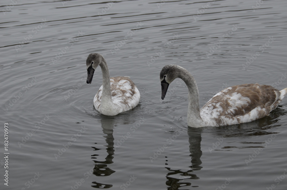 Молодые лебеди на озере 