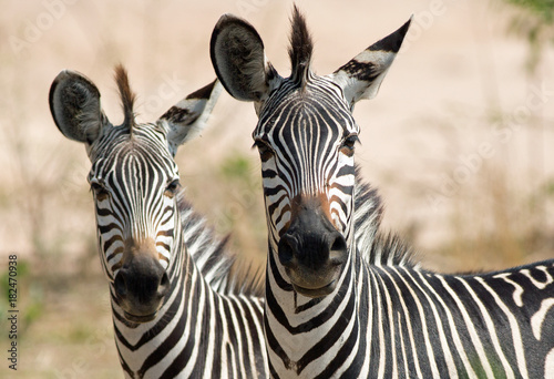 Close up of Two Chapmans Zebra - Equus quagga chapmani -  with a natural background in South Luangwa National Park  Zambia