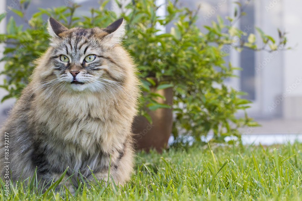 Brown tabby cat sitting on the grass green. Siberian hypoallergenic 