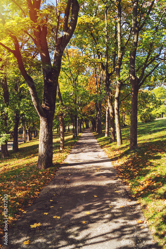 Path in park. Early autumn scenery