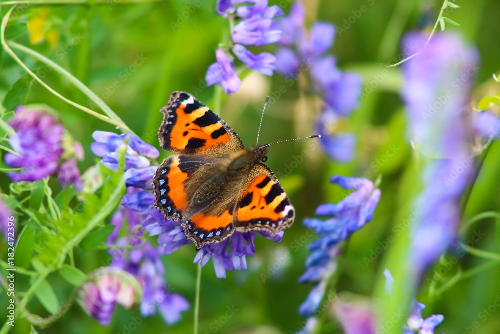 Obraz premium tortoishell