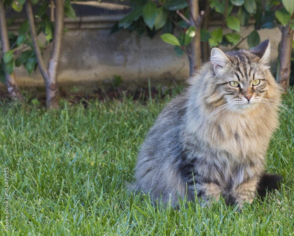 Brown tabby cat on the grass green, siberian purebred male