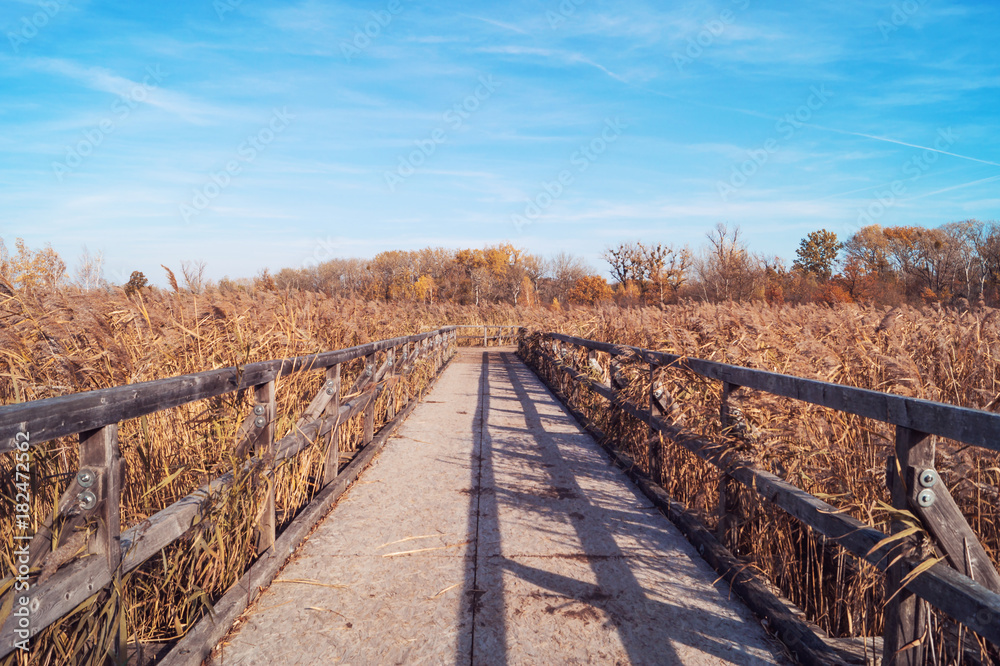 Wooden bridge in Lobau, Danube-Auen National Park in Vienna, Austria