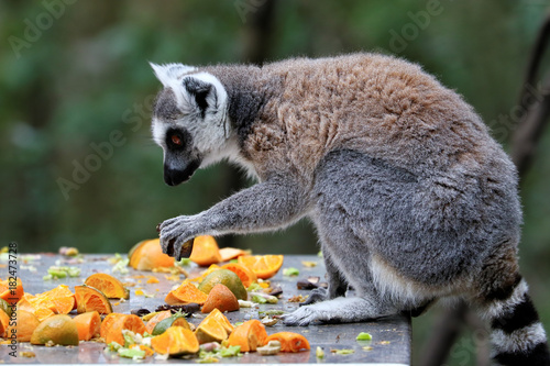 Ring-tailed lemurs in South Africa © Michael
