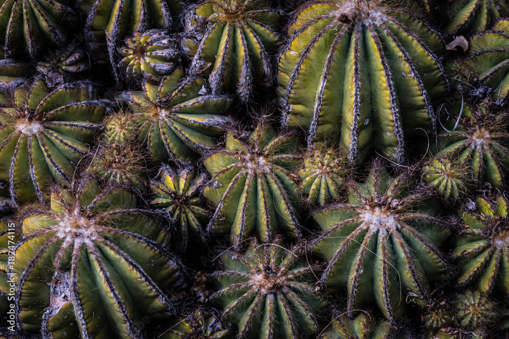 closeup, texture of an exotic cactus plant closeup, texture of an exotic cactus plant