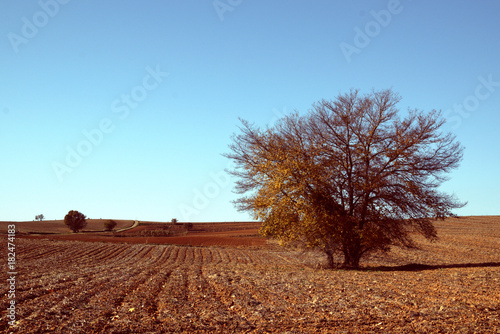 Country side with one unique tree in farm land. Blue sky and empty copy space for Editor's text.