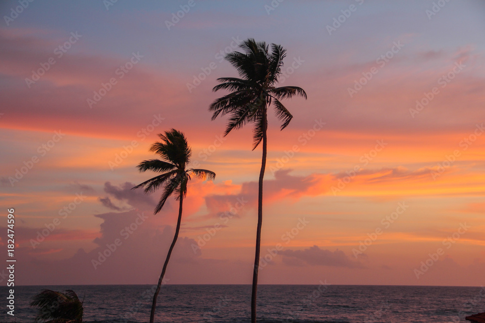 Palm trees on the background of the setting sun
