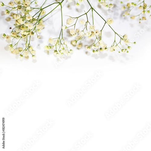 twig of small light flowers Gypsophila on a white background