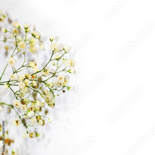 twig of small light flowers on a white background