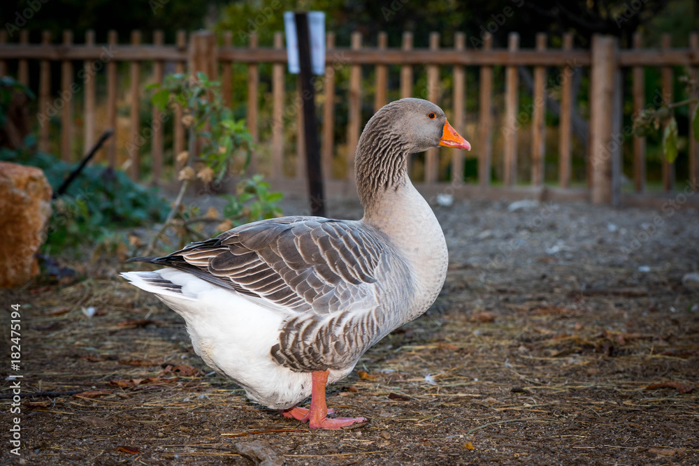 Fototapeta premium Large farm with domestic ducks