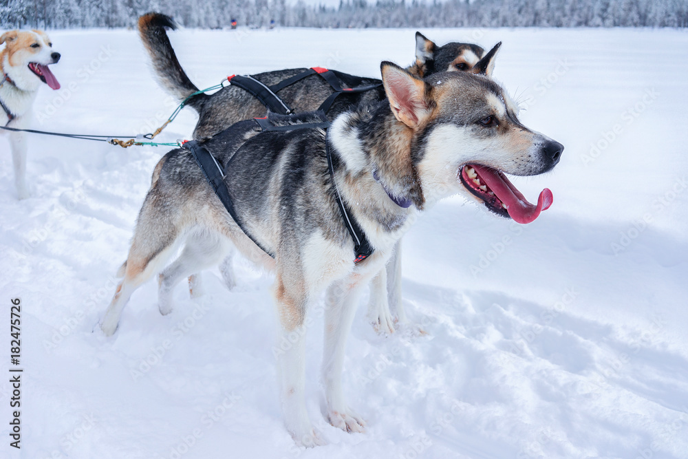 Husky dogs on sledding in winter forest in Rovaniemi