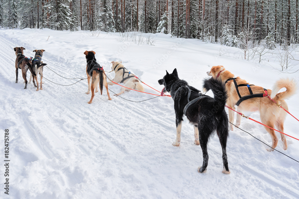 Husky dogs in sledding in winter forest in Rovaniemi Husky dogs in sledding in winter forest in Rovaniemi