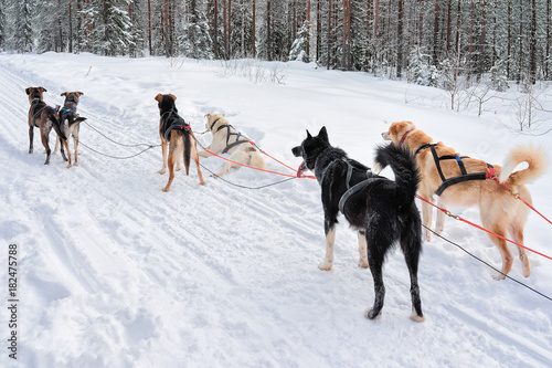 Husky dogs in sledding in winter forest in Rovaniemi