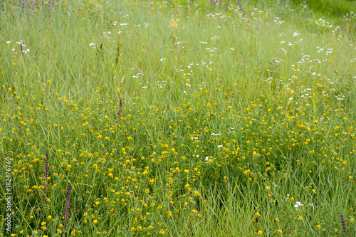 Spring wildwlowers green grass field background