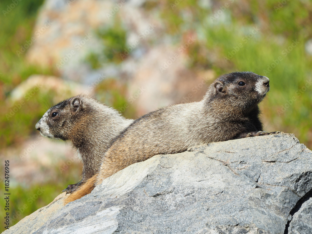 Closeup of a Pair of Hoary Marmots on a Rock, Mount Rainier, Washington Closeup of a Pair of Hoary Marmots on a Rock, Mount Rainier, Washington