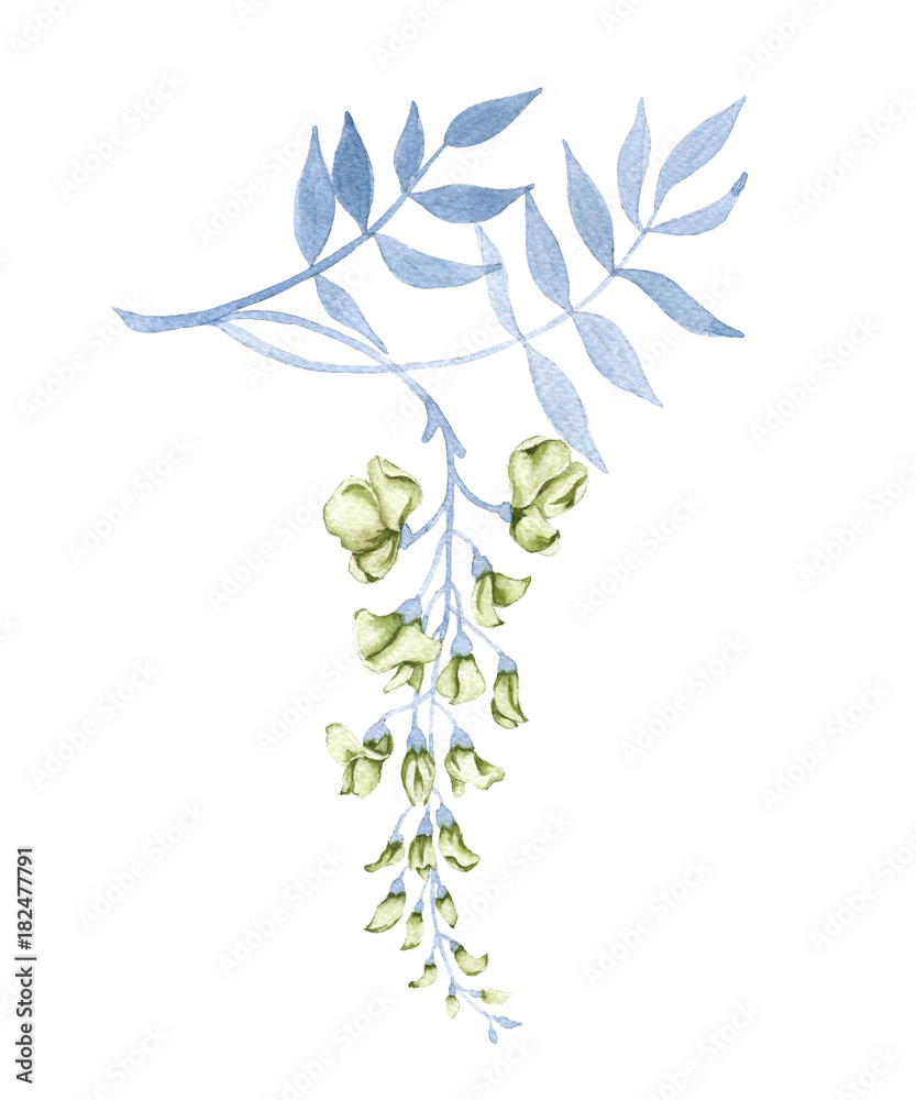 Flowers on a branch of a wisteria. Isolated on white background. Flowers on a branch of a wisteria. Isolated on white background.