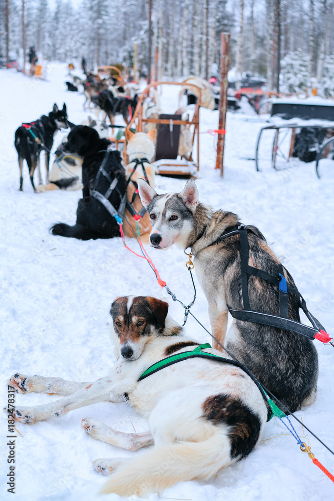 Husky dogs in sled in Finnish winter forest in Rovaniemi Husky dogs in sled in Finnish winter forest in Rovaniemi