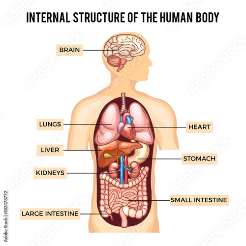 Human body and organs systems. Vector infographic