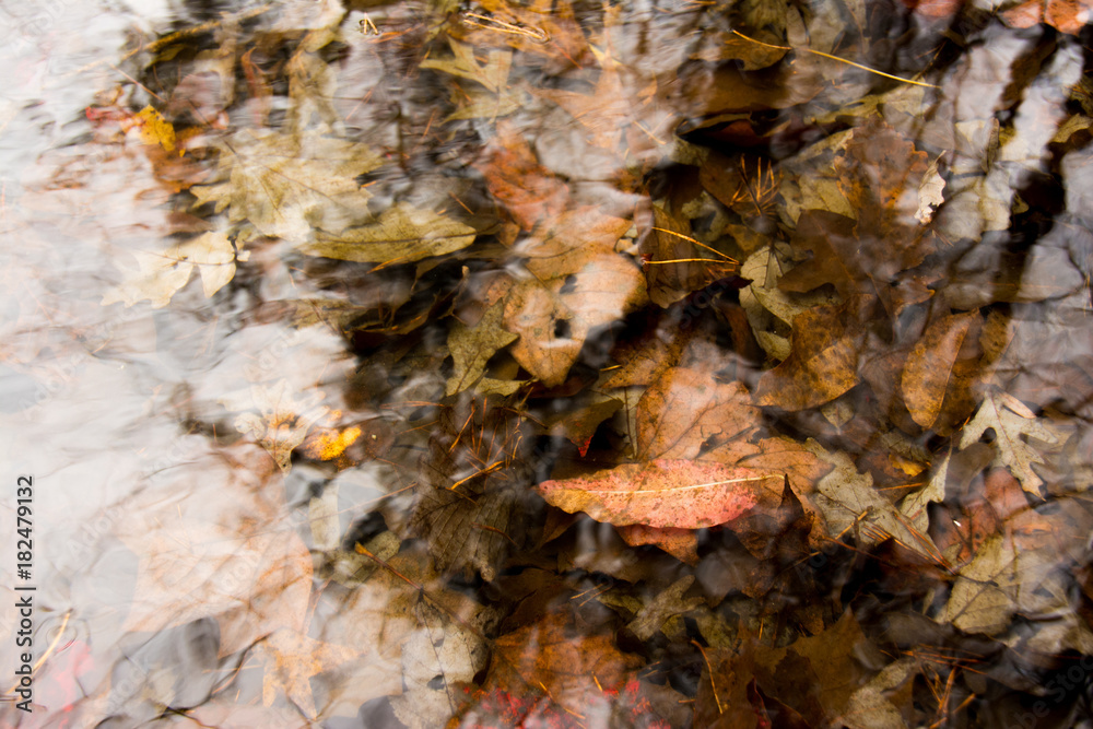 Autumn Pond Autumn Pond